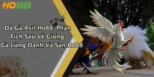 Đá Gà Asil Ho88: Phân Tích Sâu Về Giống Gà Lừng Danh Và Sàn Ho88
