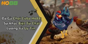 Đá Gà Chọi Cuba Ho88: Sự Khác Biệt Từ Chất Lượng Và Uy Tín