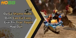 Đá Gà Shamo Ho88: Đỉnh Cao Cá Cược Giải Trí Trực Tuyến Hấp Dẫn