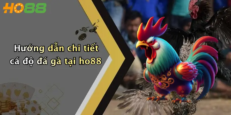 Hướng dẫn chi tiết cá độ đá gà tại ho88