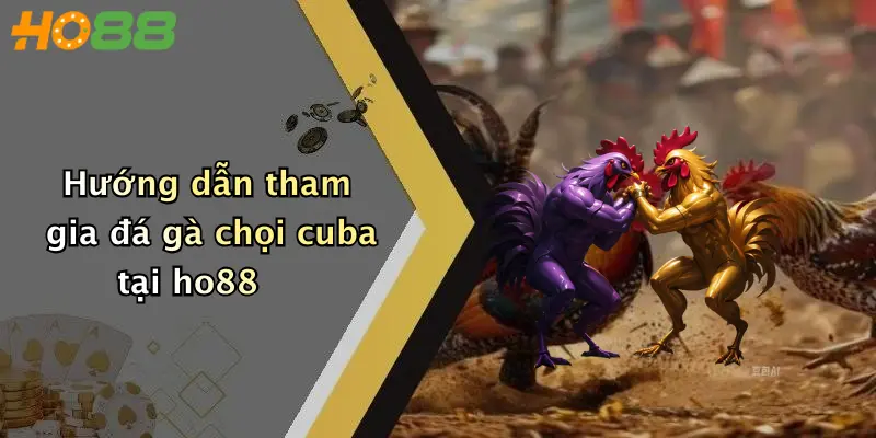 Hướng dẫn tham gia đá gà chọi cuba tại ho88
