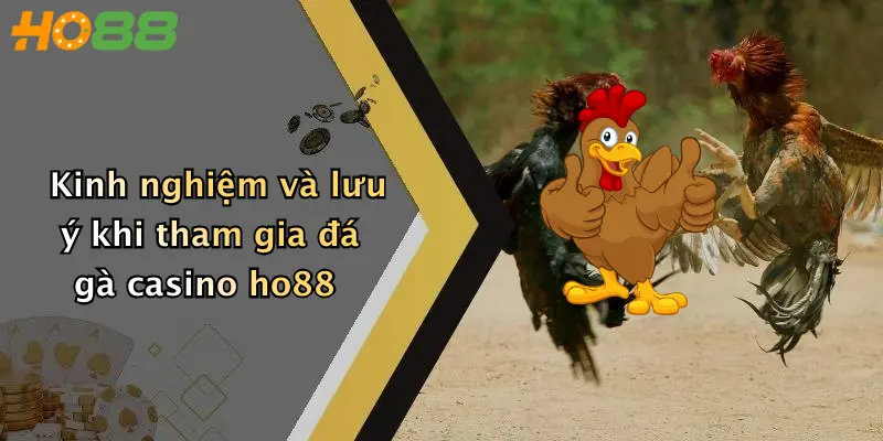 Kinh nghiệm và lưu ý khi tham gia đá gà casino ho88